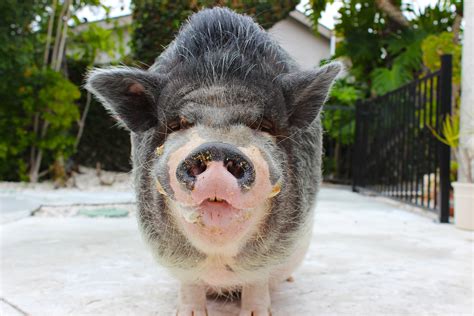 Kindred Spirits Care Farm