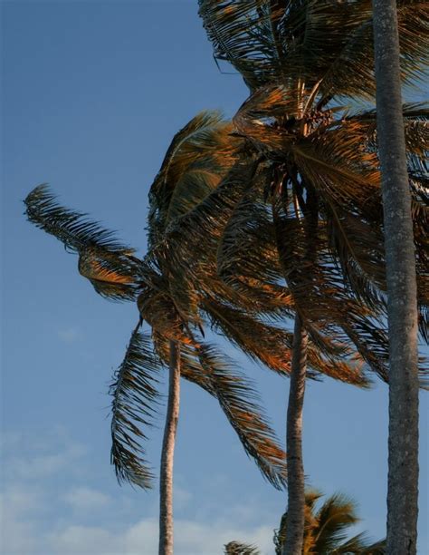 Windy.com Weather Forecast 的图像结果