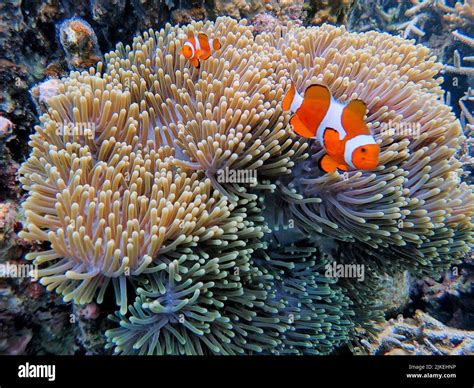 Indonesia Anambas Islands - Clownfish and Sea Anemone - Amphiprioninae ...