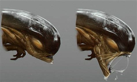 Image result for Alien Romulus Chestburster