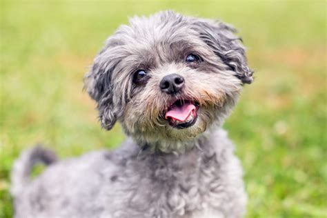 Shih Poo Lifespan: How Long Do Shih Poos Live? (2024) - We Love Doodles