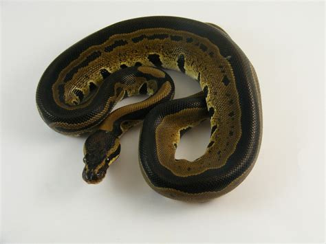 Image result for D Stripe Ball Python