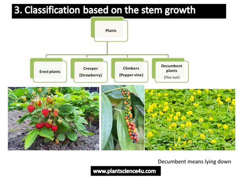 Horticulture introduction - Definition and Branches of Horticulture | PPT