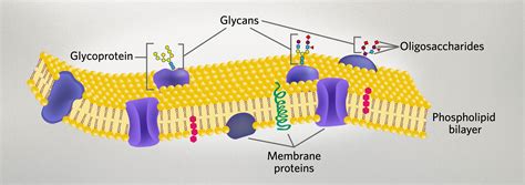 Glycolipid Vs Glycoprotein
