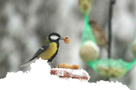 What Do Birds Eat During Winter at Melody Hanks blog
