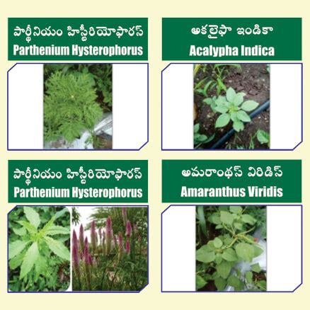 మ్యాక్స్ అంటే మ్యాక్సీమమ్ - మ్యాక్సీమమ్ కలుపు మొక్కలు పై నియంత్రణ ...