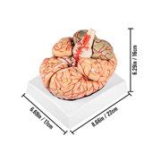 Buy VEVOR Human Brain Model Anatomy 9-Part Model of Brain W/Labels ...