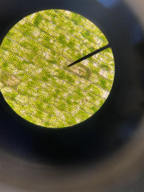 Plant Cell Under Microscope 400x