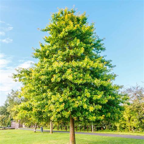 The Fastest Growing Oak Tree In Texas For Your Landscape