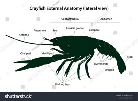 Crayfish External Anatomy Lateral View: ภาพประกอบสต็อก 2218279333 ...