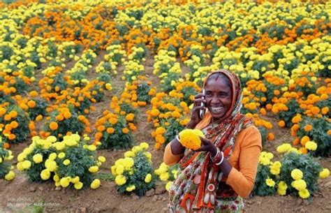 Image result for Hmong Tutorial