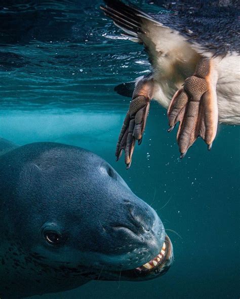Leopard Seal