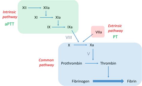67 year-old man with postoperative bleeding and an elevated aPTT • The ...