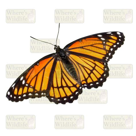 Viceroy Butterfly (Limenitis archippus) / Isolated Nature Clipart / PNG Digital Download (IMG0103)