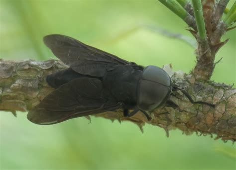 Black Horse Fly Eyes