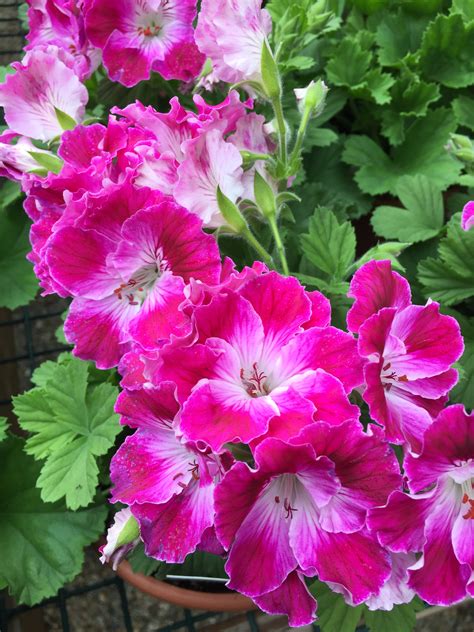Regal Geranium - Martha Washington - Crystal Lake Garden Shop
