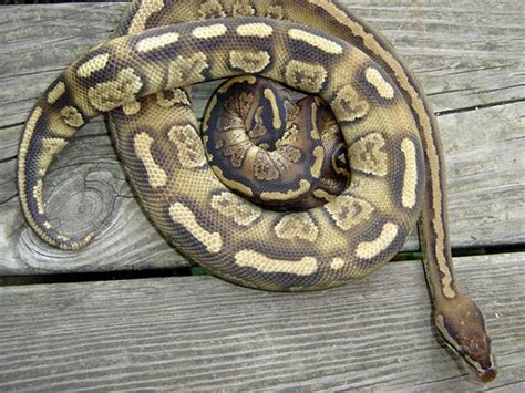 Paint Ball Python 的图像结果