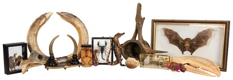 Lot Detail - Freakish Taxidermy and Oddball Items.