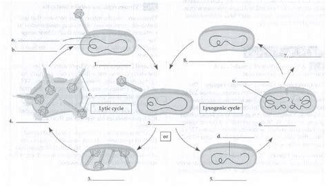 In the following diagram of lytic and lysogenic cycles, describe ...