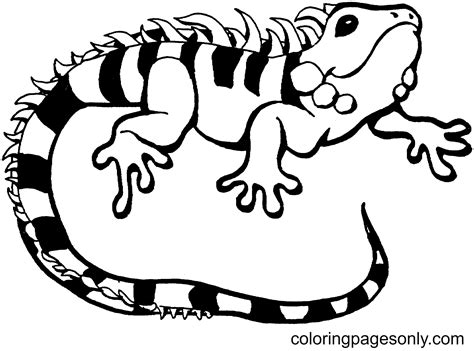 71 Lizard Coloring Pages - ColoringPagesOnly.com
