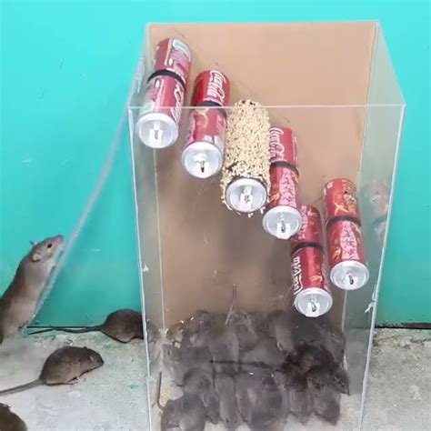 Image result for Rat-catcher Methods