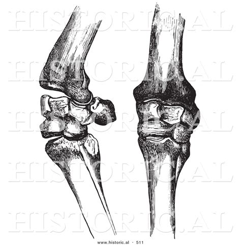 Historical Vector Illustration of Horse Knee Bones and Joints - Black and White Version by Al - #511