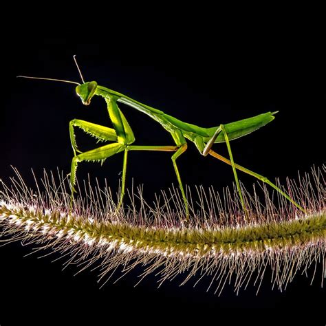 Praying Mantis Spiritual Meaning - Awakening State