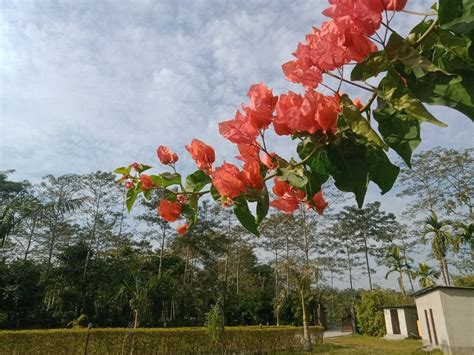 VILLA DE HOLLONG (Purba Madarihat) - Lodge Reviews, Photos, Rate ...
