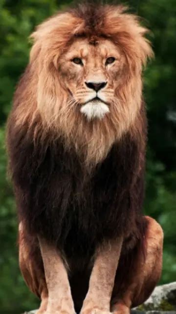 Explore 7 Indian Lion Reserves to Witness The Majesty on World Lion Day ...