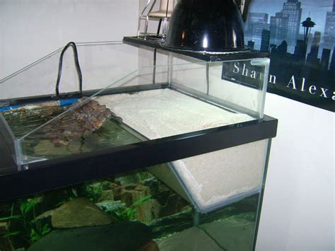 Image result for Softshell Turtle Tank