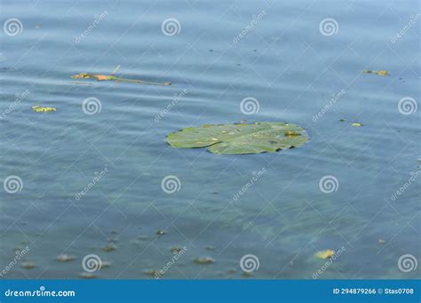 Water Splash after Black Oar in Green River Water Closeup Stock Photo ...