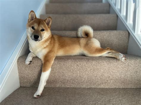 10 month old Shiba vomiting white foam in the morning. : r/shiba