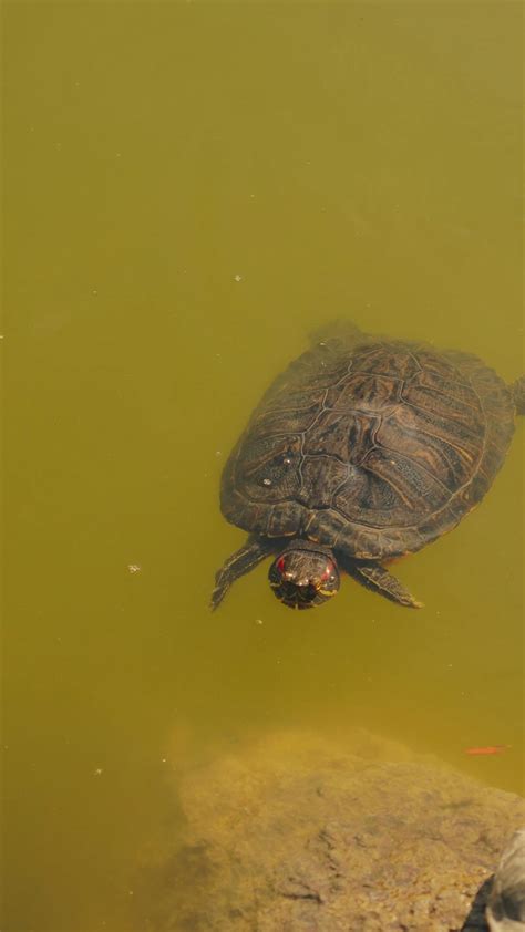 Image result for Local HD XXXII