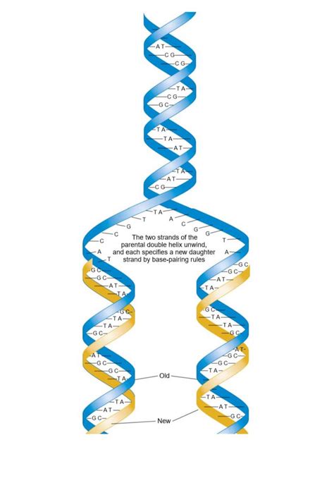 Image result for DNA Replication Simplified