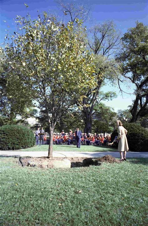 Elm Tree: A Glorious And Resilient Species