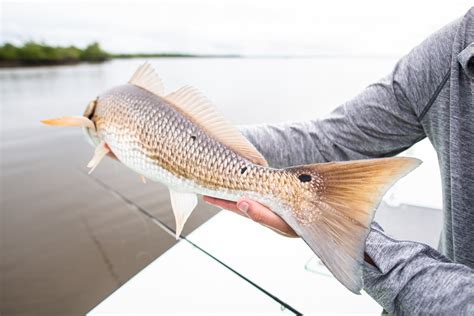 Everglades Redfish Fly Fishing — Everglades Fly Fishing Guide: Capt. Oliver Rogers