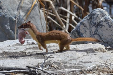 A weasel holds its kit by the scruff of the neck at Bear River ...
