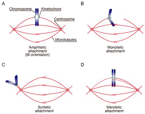 Attenuated Chromosome Oscillation as a Cause of Chromosomal Instability ...