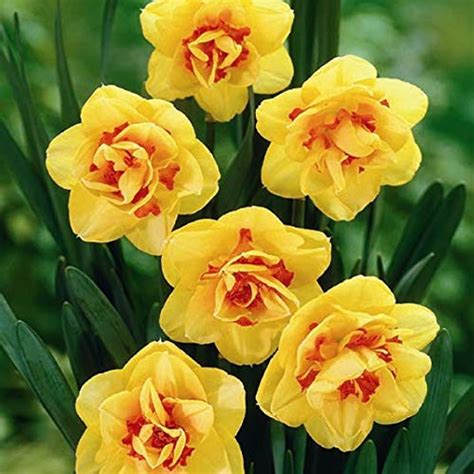 Radha Krishna Agriculture Tahiti Daffodils of The Most Beautiful ...