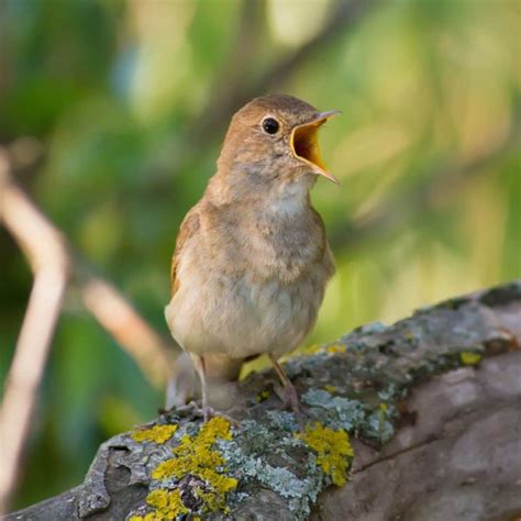 17 Birds That Love to Sing at Night (Audio Samples Included) - Bird Nature