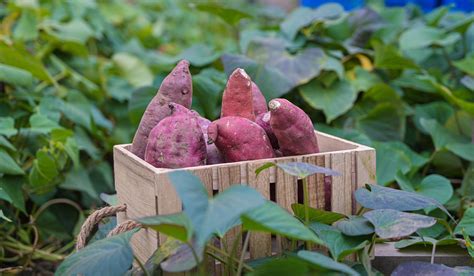 Japanese Sweet Potato Good For You at Rebecca Skinner blog