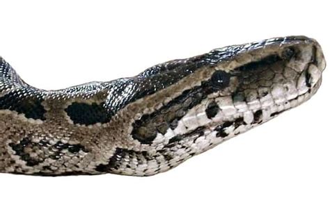 Image result for African Rock Python Snake