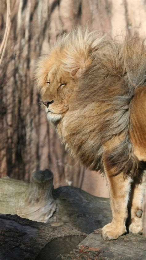 Types Of Lions In The World