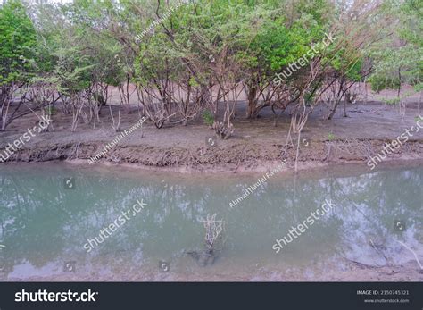 Brackish water plant Images, Stock Photos & Vectors | Shutterstock