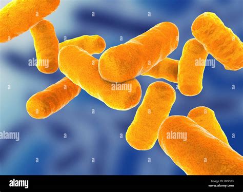 Rod shaped bacillus bacteria Stock Photo - Alamy
