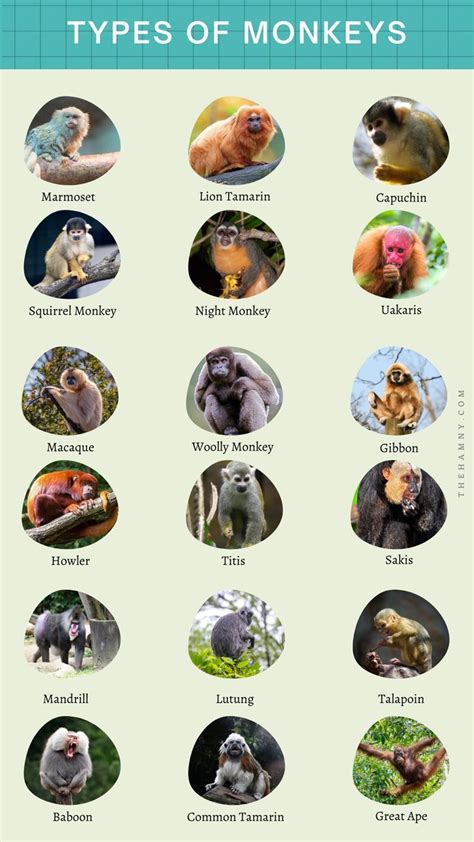 Pet Monkey Types 的图像结果