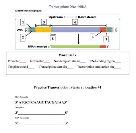 RNA Processing Steps 的图像结果
