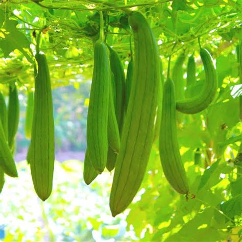 Sponge gourd – Euphoricgreens