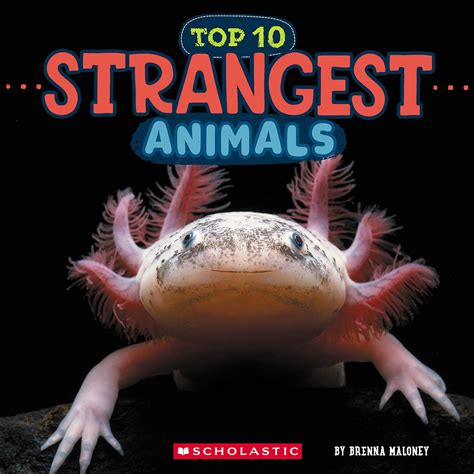 Top Ten Strangest Animals (Wild World) : Maloney, Brenna: Amazon.in: Books