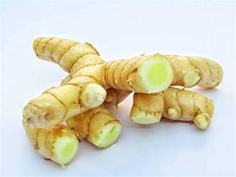 Gachwala 6 Rhizomes of Real Mango Ginger | White Turmeric Mango Ginger ...